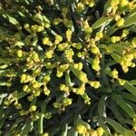 Euphorbia aphylla Fruit
