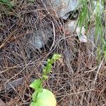 Goodyera oblongifolia Fruit