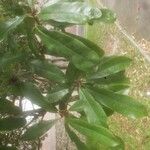Photinia serratifolia Hoja