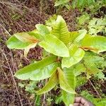 Harungana madagascariensis Hoja