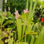 Epilobium ciliatumКветка