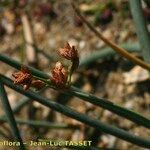 Schoenoplectus tabernaemontani Virág