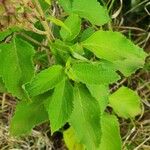 Ocimum gratissimum Leaf