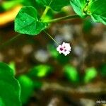 Boerhavia repens Leaf