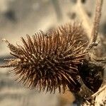 Xanthium orientale Fruit