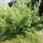 Pinus pumila Lapas