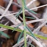 Linum tenuifolium Rhisgl