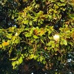 Magnolia grandiflora Leaf