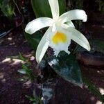 Sobralia chrysostoma Květ