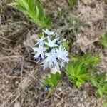 Amsonia ciliata Kvet