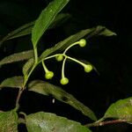 Hasseltiopsis dioica Плод