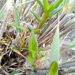 Epidendrum pittieri Leaf