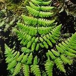 Gymnocarpium robertianum Hoja