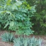 Carya glabra List