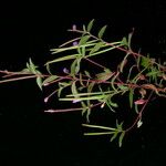 Epilobium cylindricum Характер