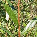 Salix triandraBlatt