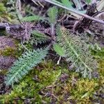 Achillea odorata 形態