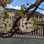 Pyrus calleryana Flower