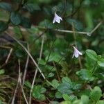 Linnaea borealis Kwiat