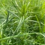 Galium maritimum Leaf