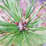 Pinus sylvestris 叶