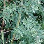 Astragalus onobrychis Levél