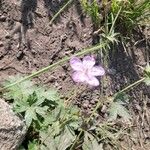 Geranium viscosissimum Kukka