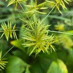 Cyperus strigosusHostoa