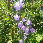 Campanula rhomboidalisBlüte