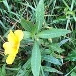 Ludwigia grandiflora Blad