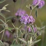 Phlomis italica Λουλούδι