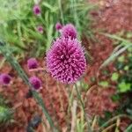 Allium sphaerocephalon Květ