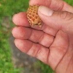 Isolatocereus dumortieri Fruto