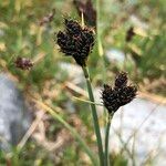 Carex parviflora Flower