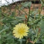 Launaea hafunensis 花