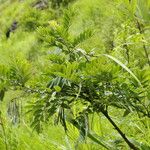 Sophora velutina Habit