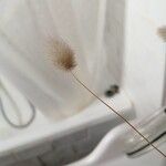 Lagurus ovatus Fleur