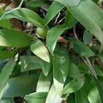 Gomesa bifolia Hoja