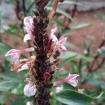 Justicia gendarussa Лист