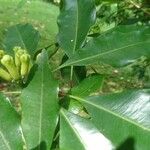 Syzygium aromaticum Цветок