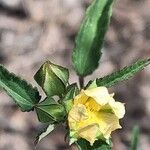 Sida spinosa Λουλούδι