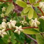 Exochorda × macrantha Fruit