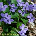 Viola × uechtritziana Habitus