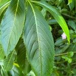 Impatiens sodenii Blad