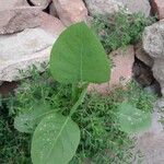 Nicotiana glauca Blad