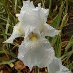 Iris albicans Лист