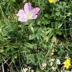 Geranium cinereum आदत