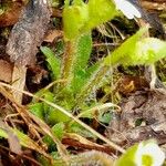 Saxifraga androsacea Lubje