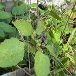 Solanum nigrum Fruto