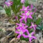 Centaurium tenuiflorum Цветок